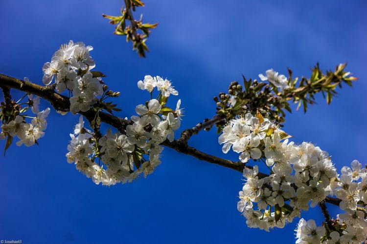 Fonds d'cran Nature Saisons - Printemps Printemps