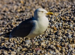  Animaux Image sans titre N402713