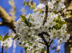  Nature Printemps