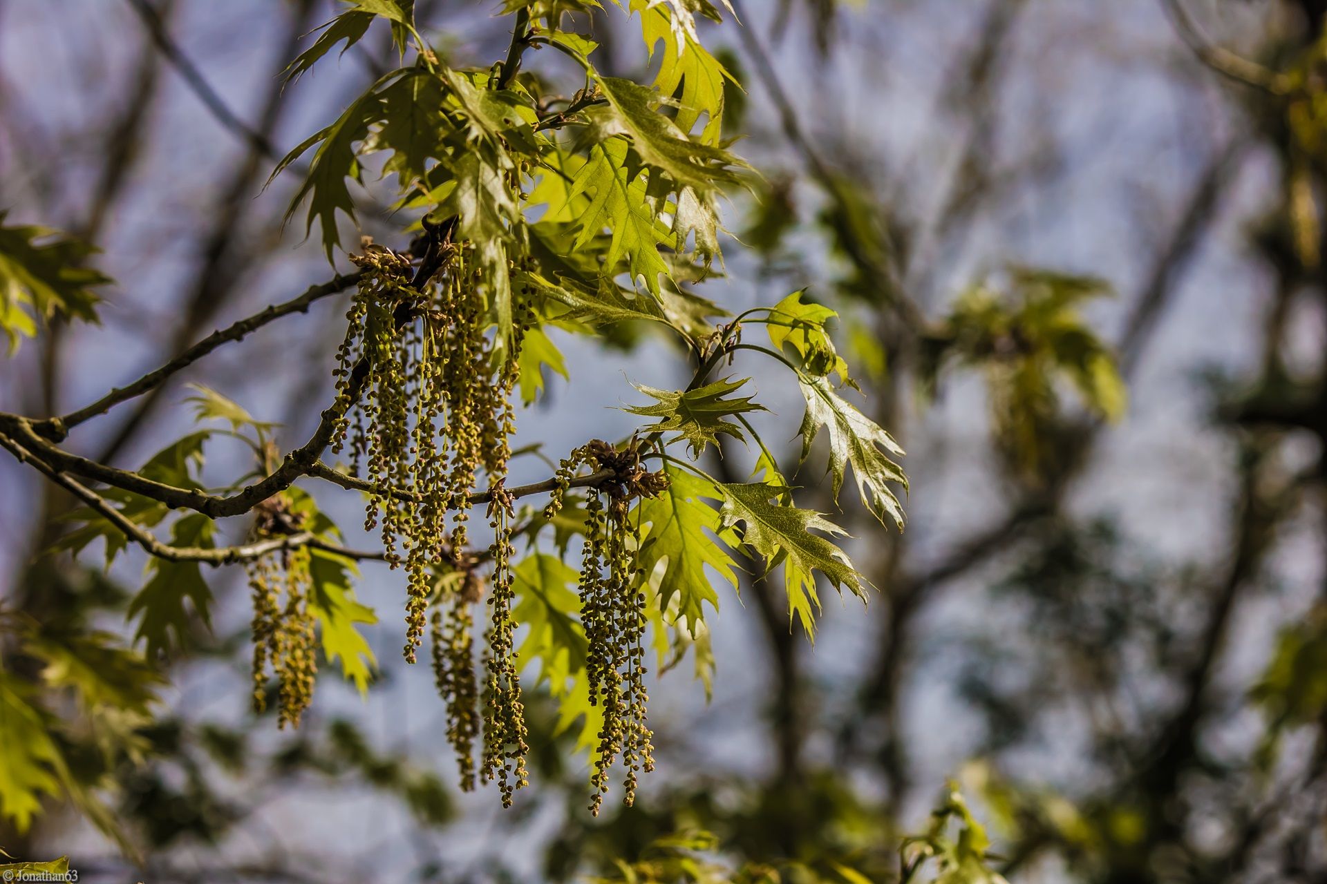 Fonds d'cran Nature Feuilles - Feuillages 