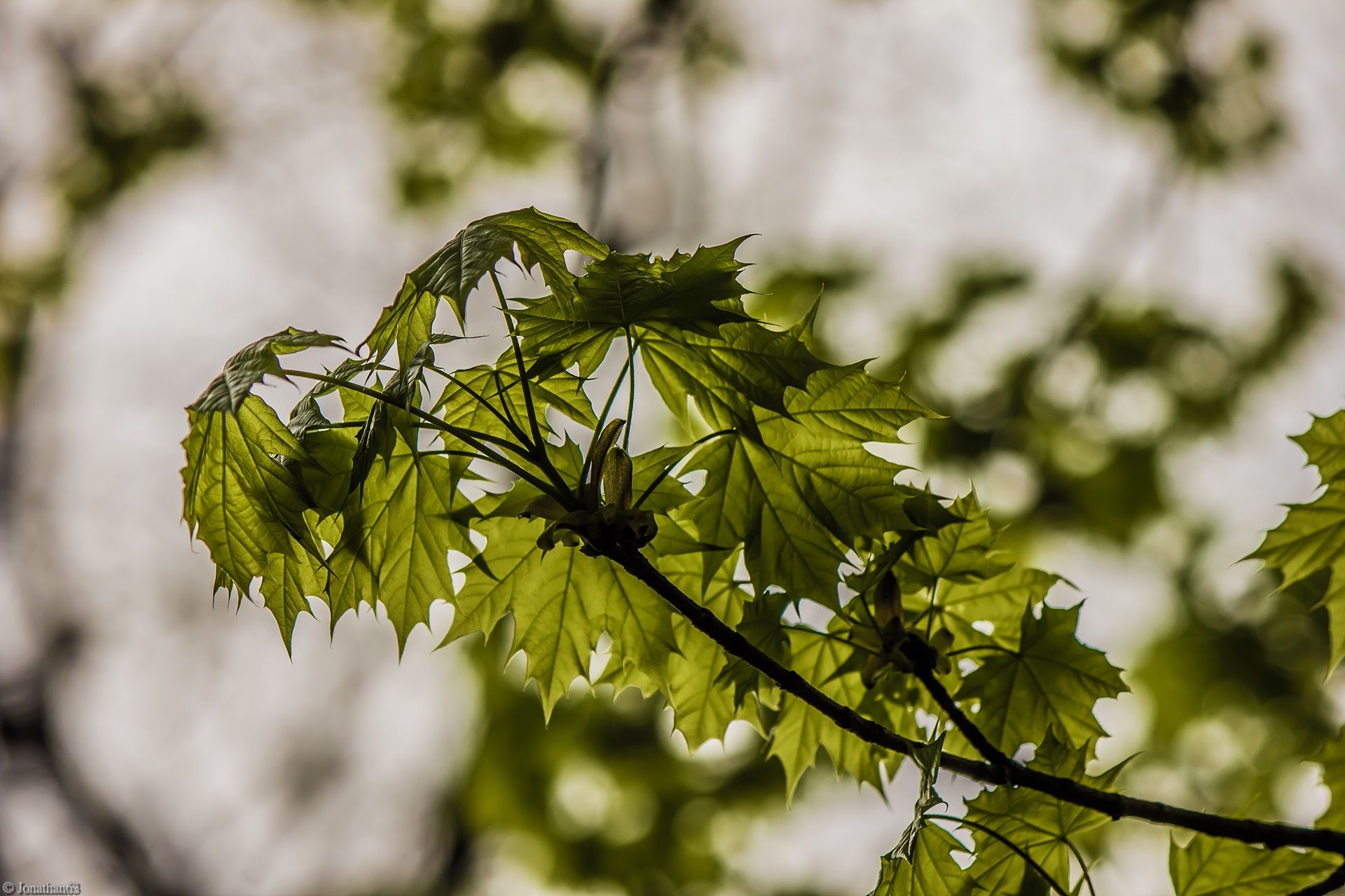 Fonds d'cran Nature Feuilles - Feuillages 