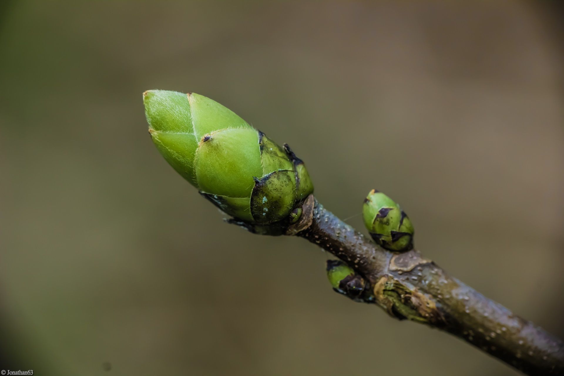 Fonds d'cran Nature Bourgeons 