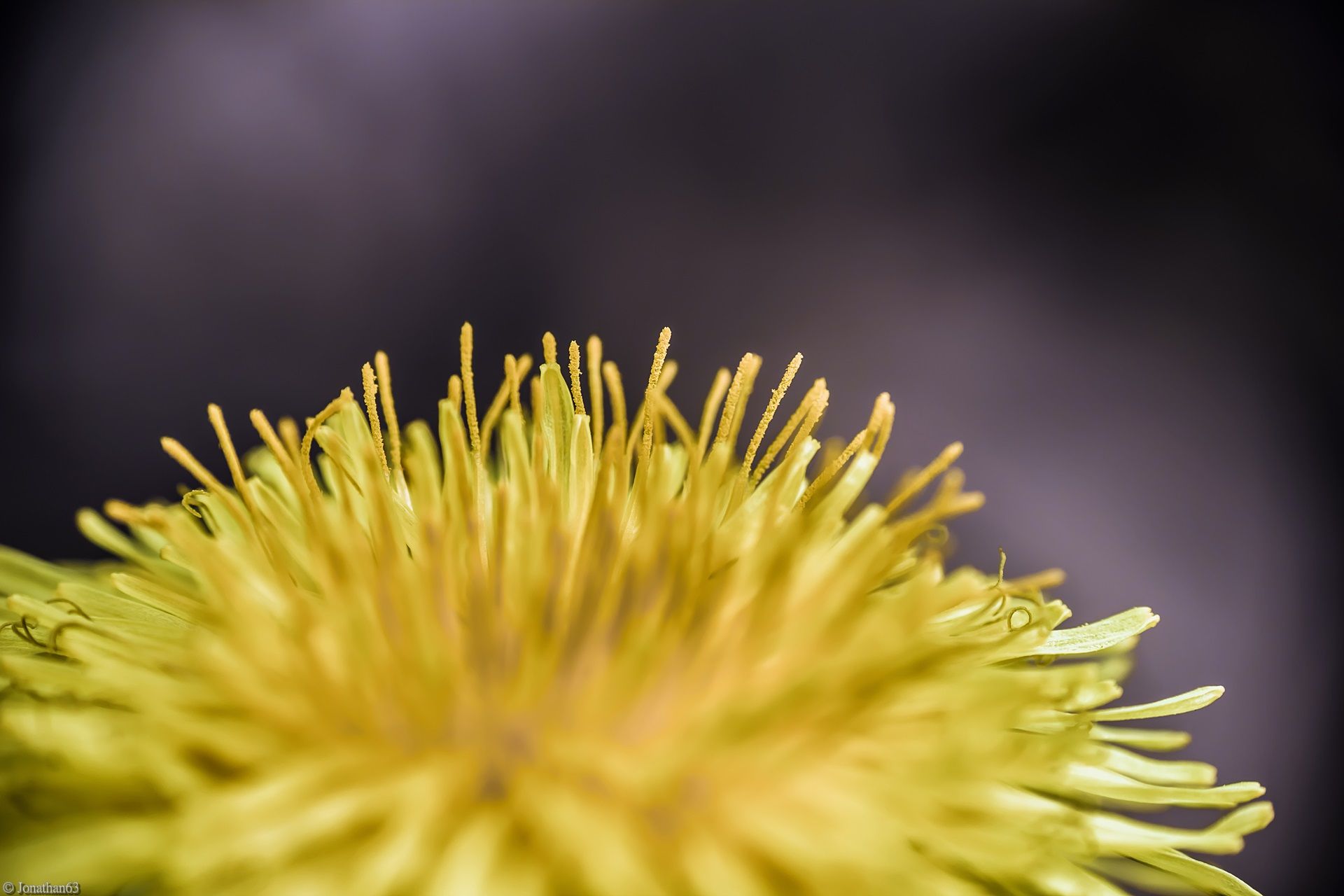 Fonds d'cran Nature Fleurs 