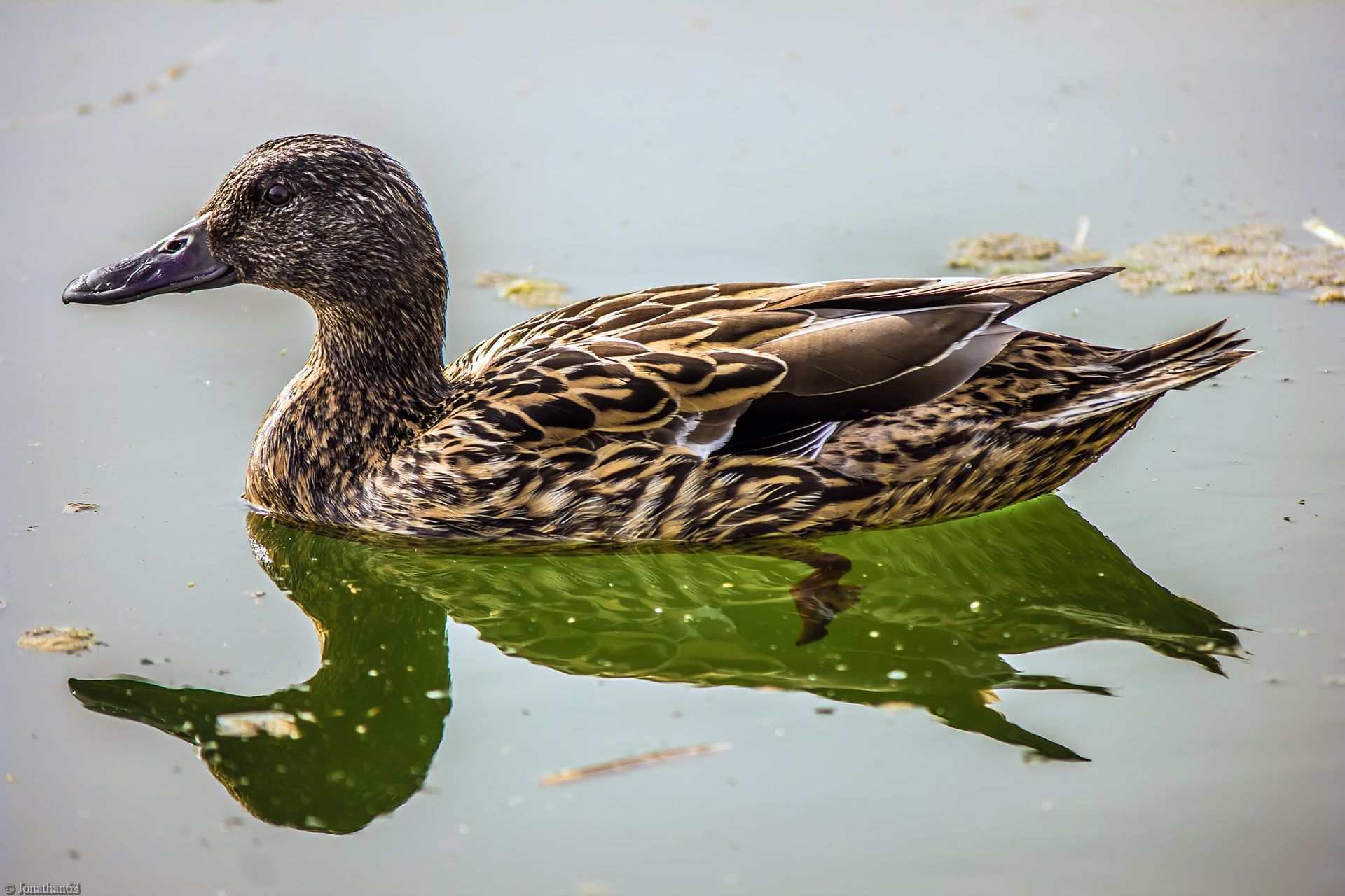 Fonds d'cran Animaux Oiseaux - Canards 