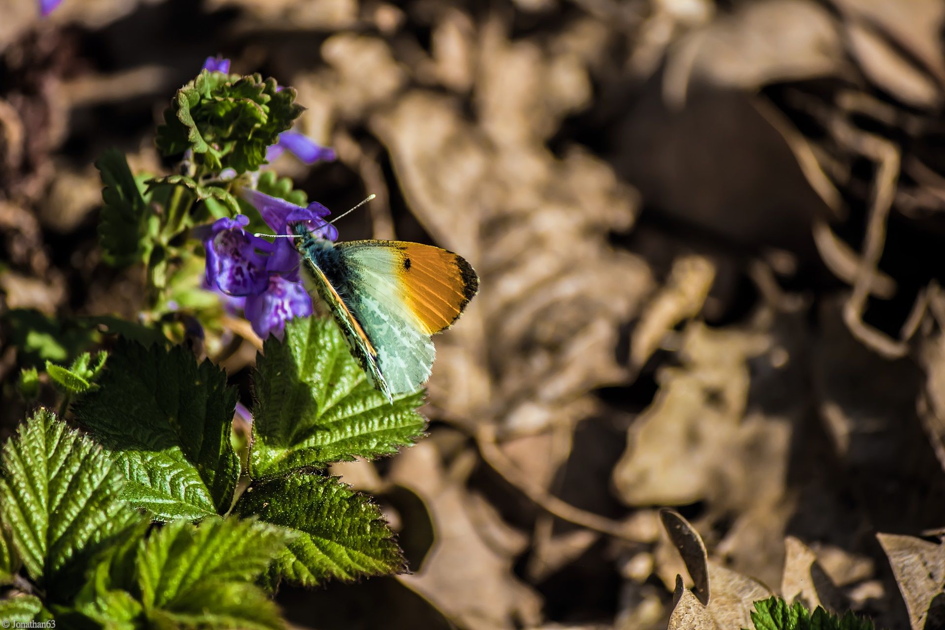 Fonds d'cran Animaux Insectes - Papillons 