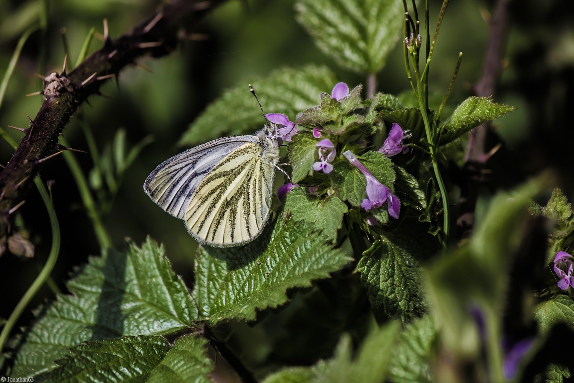 Wallpapers Animals Insects - Butterflies 