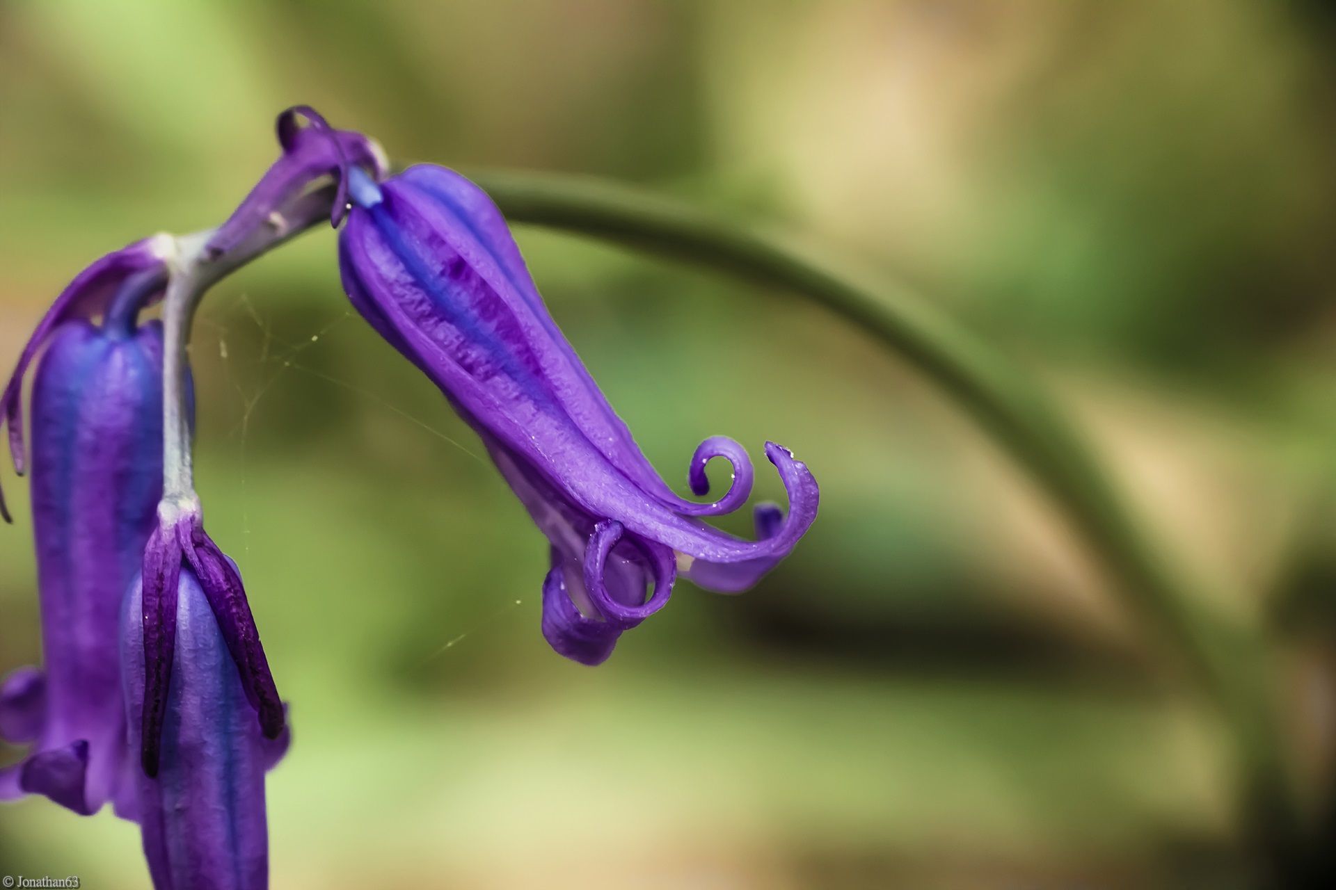 Fonds d'cran Nature Fleurs 