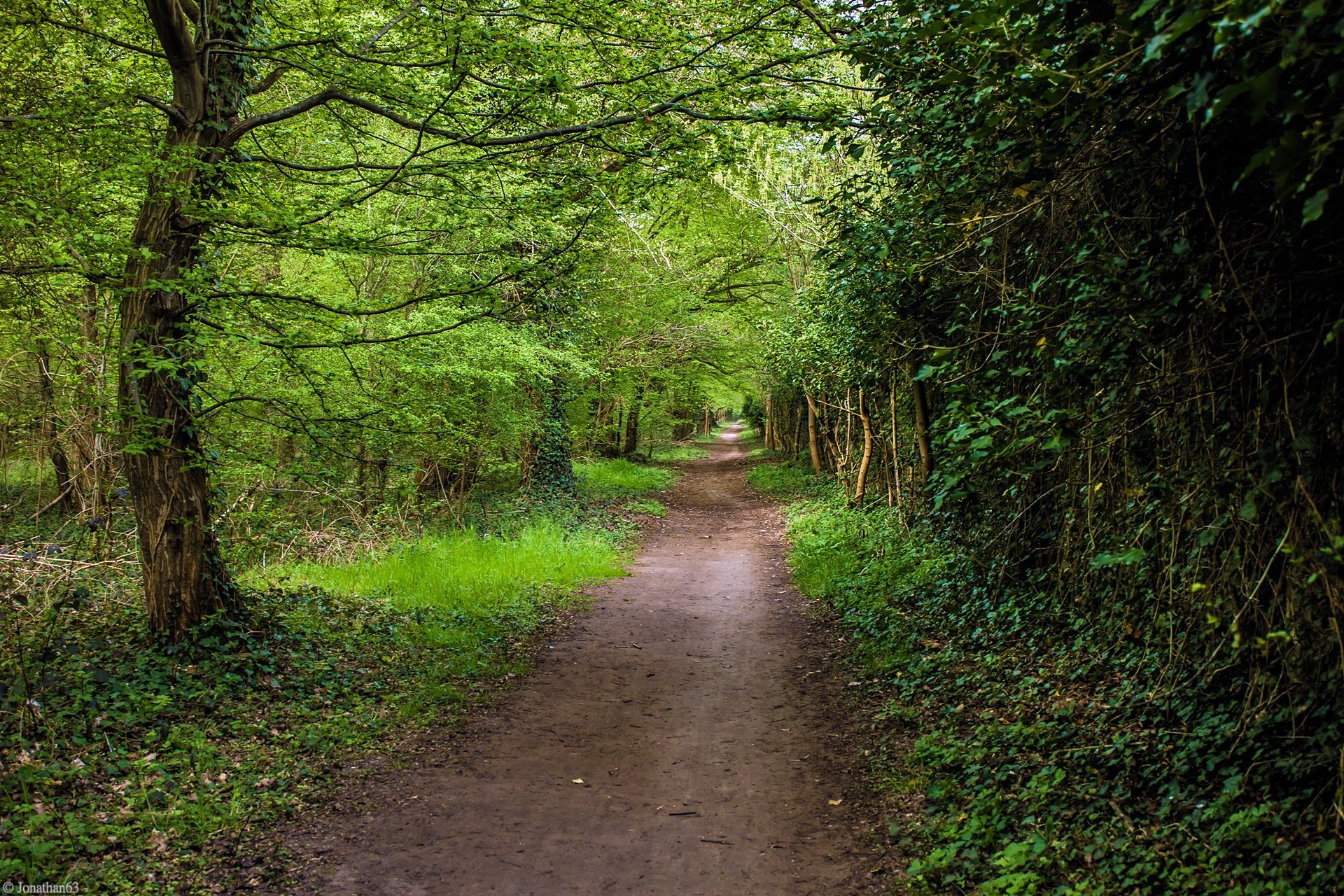 Fonds d'cran Nature Arbres - Forts 