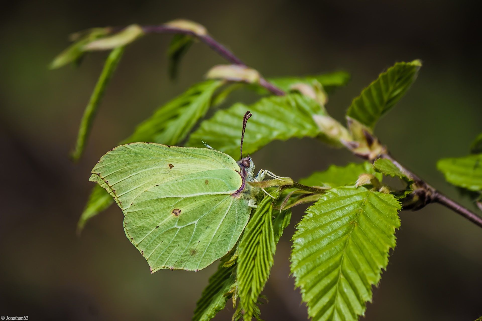 Fonds d'cran Animaux Insectes - Papillons 