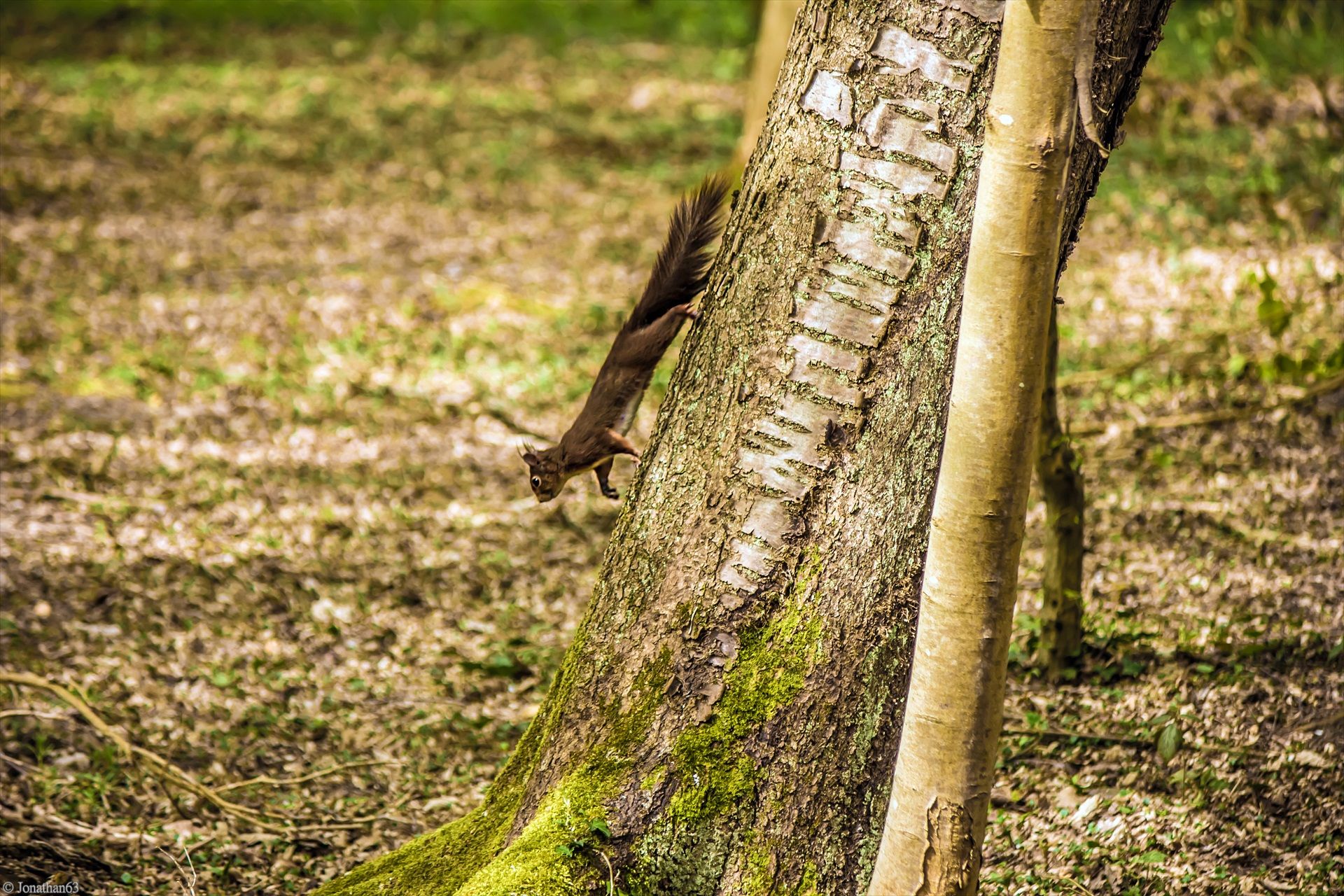 Fonds d'cran Animaux Rongeurs - Ecureuils 