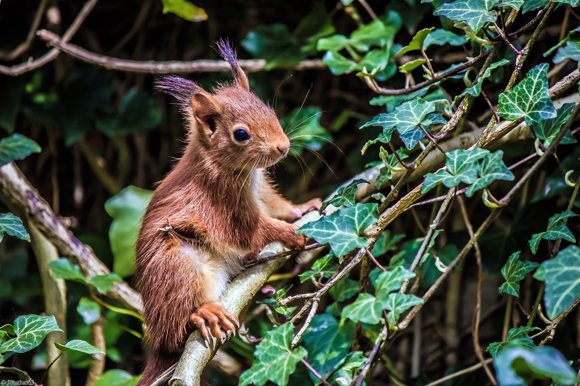 Wallpapers Animals Rodents - Squirrels 