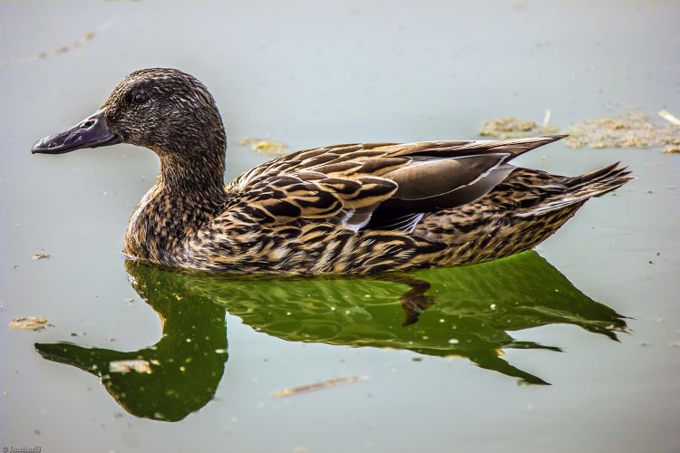 Fonds d'cran Animaux Oiseaux - Canards Wallpaper N402799