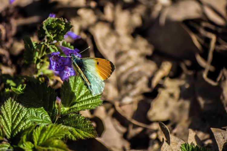 Fonds d'cran Animaux Insectes - Papillons Wallpaper N402800