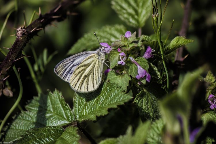 Fonds d'cran Animaux Insectes - Papillons Wallpaper N402801