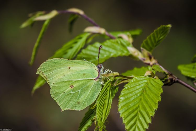 Fonds d'cran Animaux Insectes - Papillons Wallpaper N402824