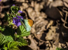  Animaux Image sans titre N402800