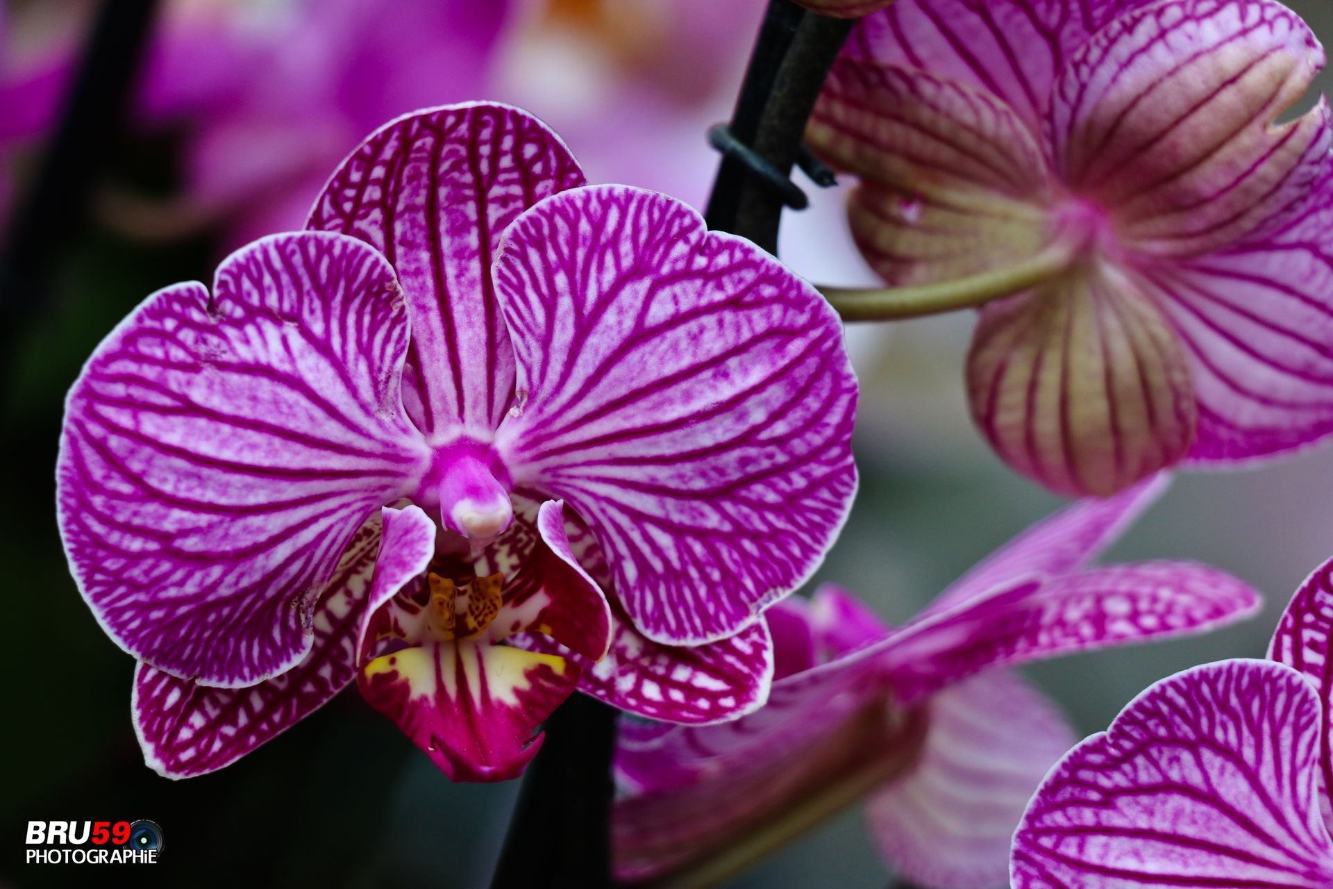 Wallpapers Nature Flowers Orchidée violette