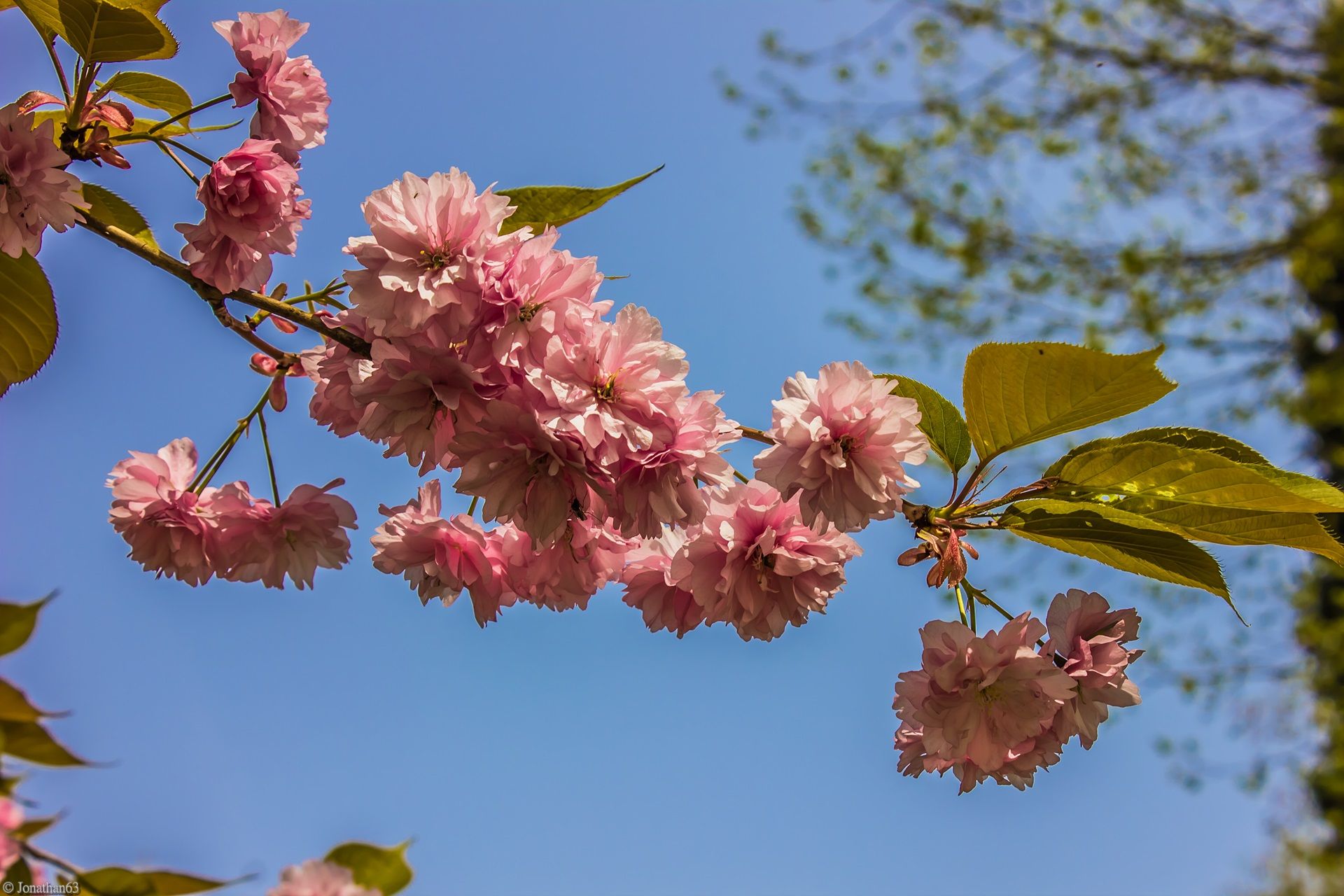 Wallpapers Nature Flowers 