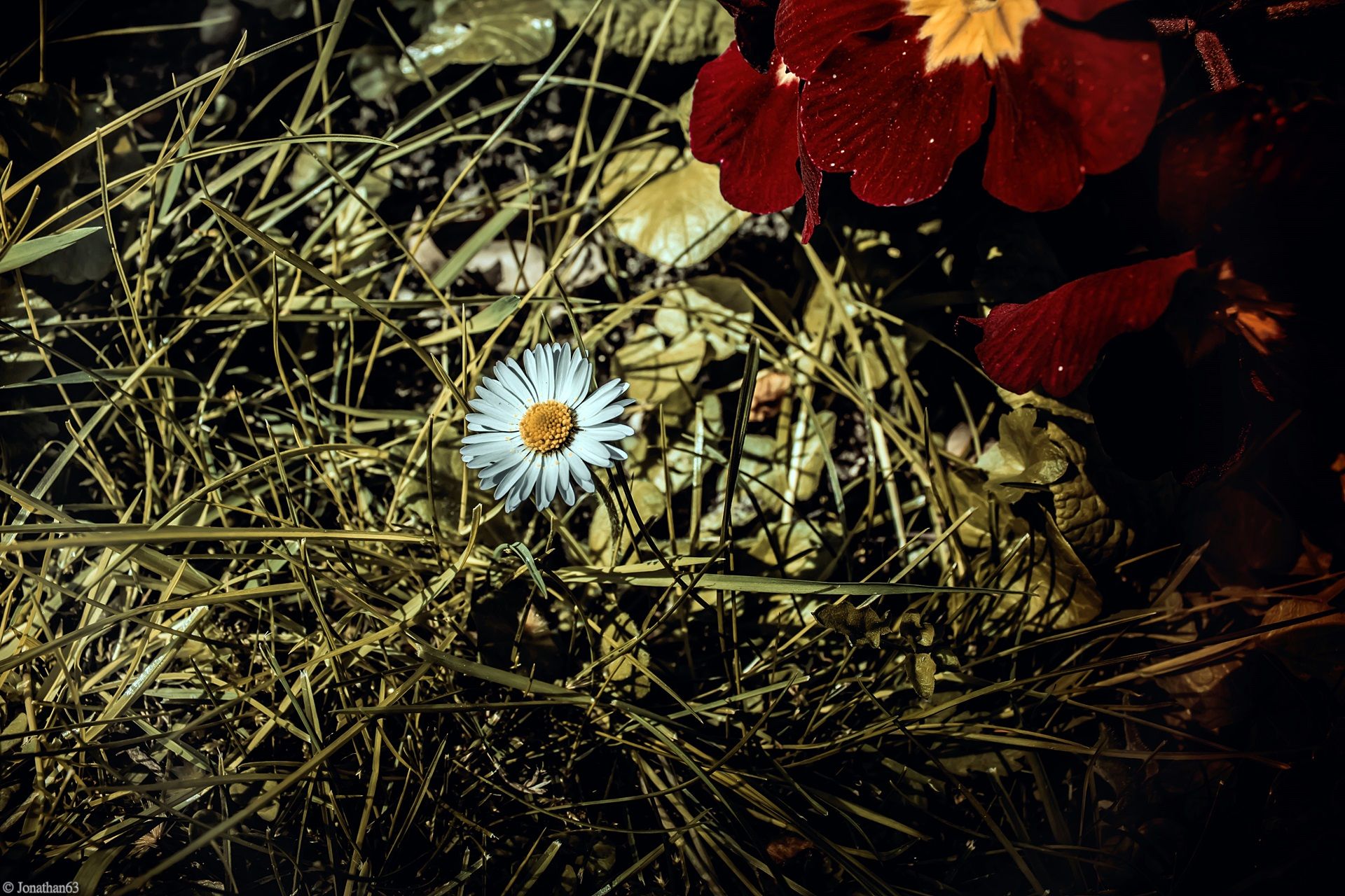 Fonds d'cran Nature Fleurs 