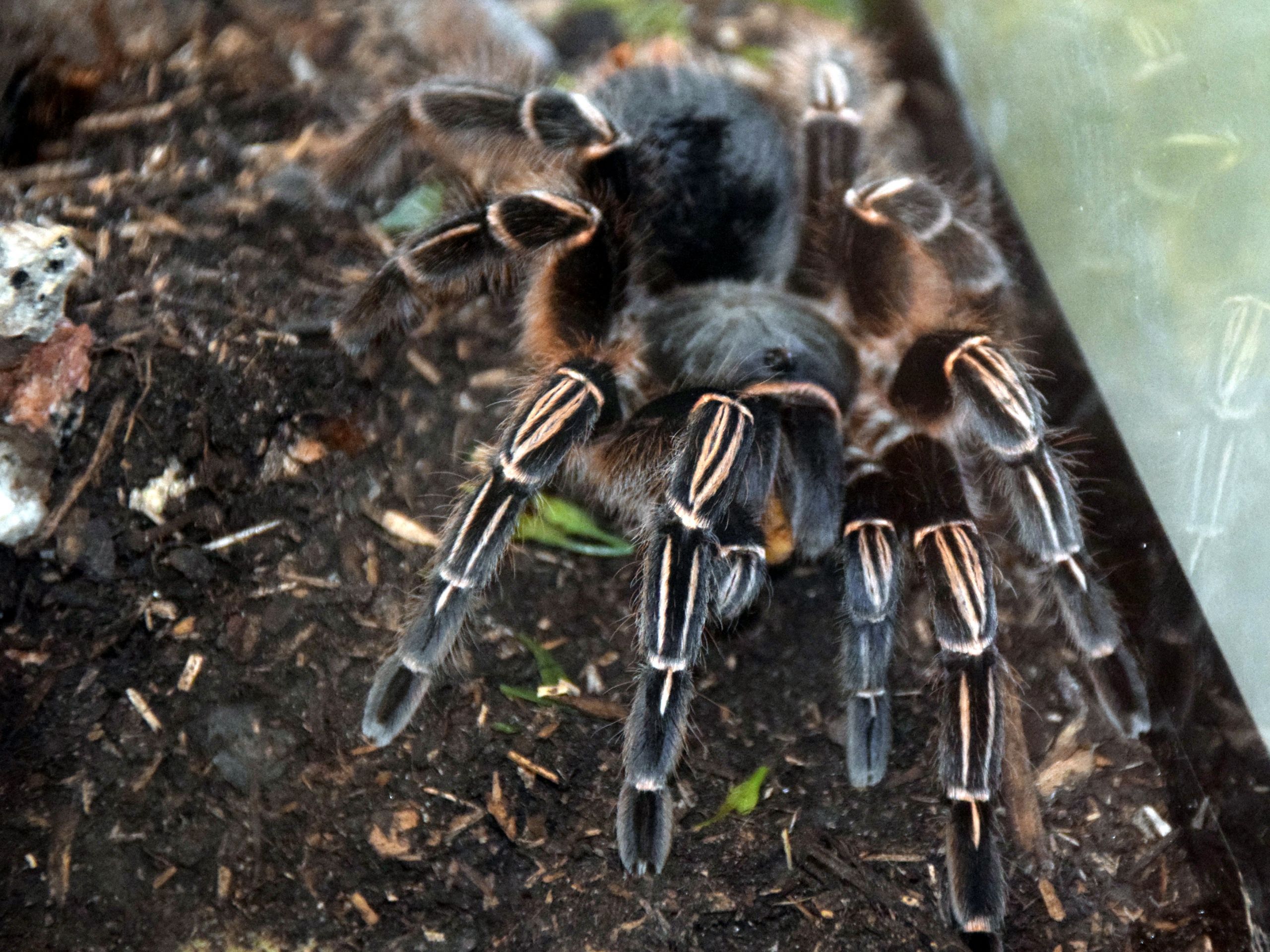 Fonds d'cran Animaux Araignes 