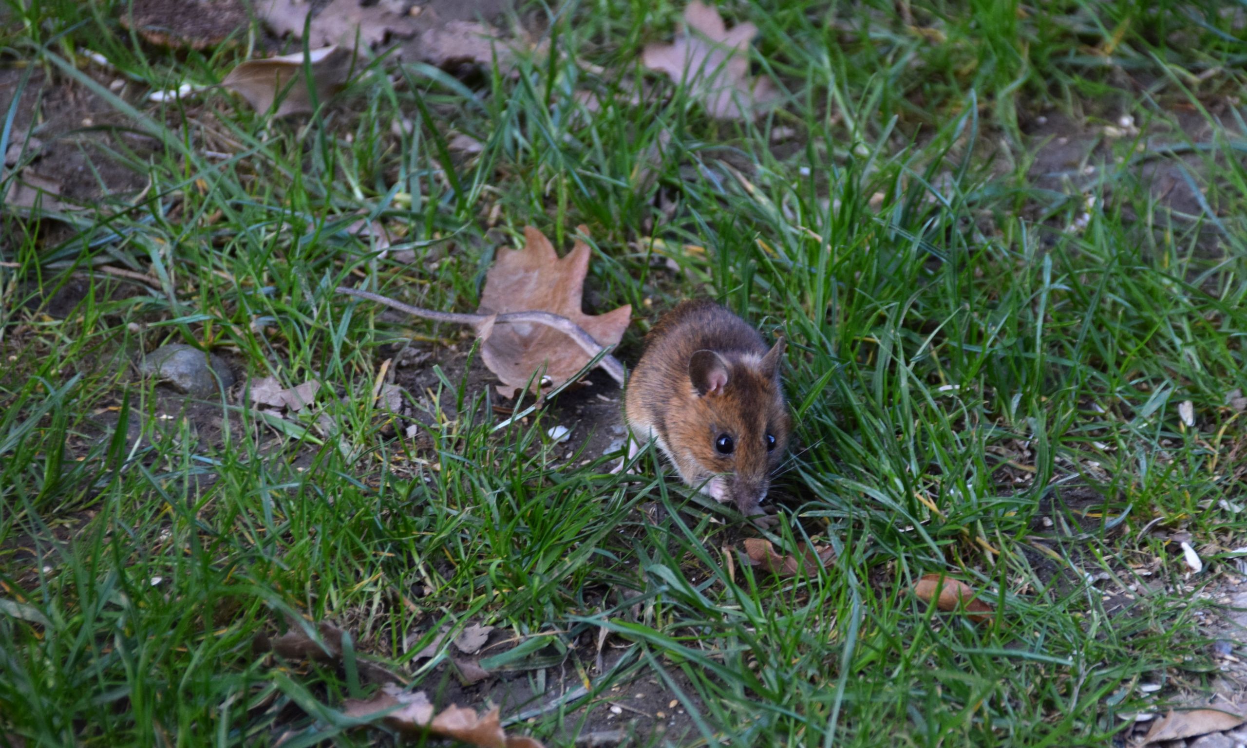 Wallpapers Animals Rodents - Mice 