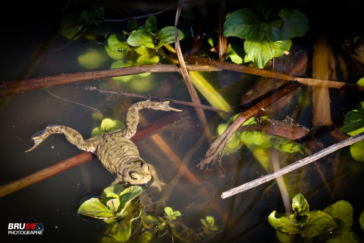 Fonds d'cran Animaux Grenouilles - Crapauds Grenouille qui bronze