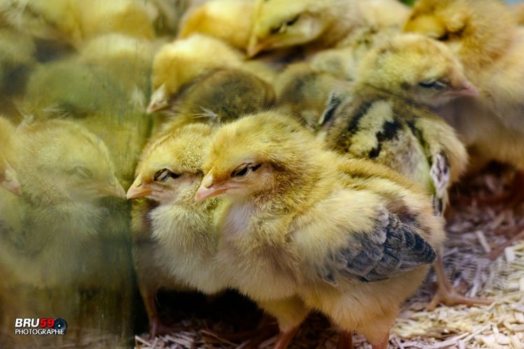 Fonds d'cran Animaux Oiseaux - Coqs et Poules Poussins à moitié endormis 2015-04