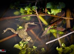  Animaux Grenouille qui bronze