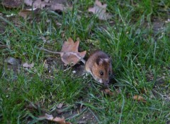  Animaux Image sans titre N402909