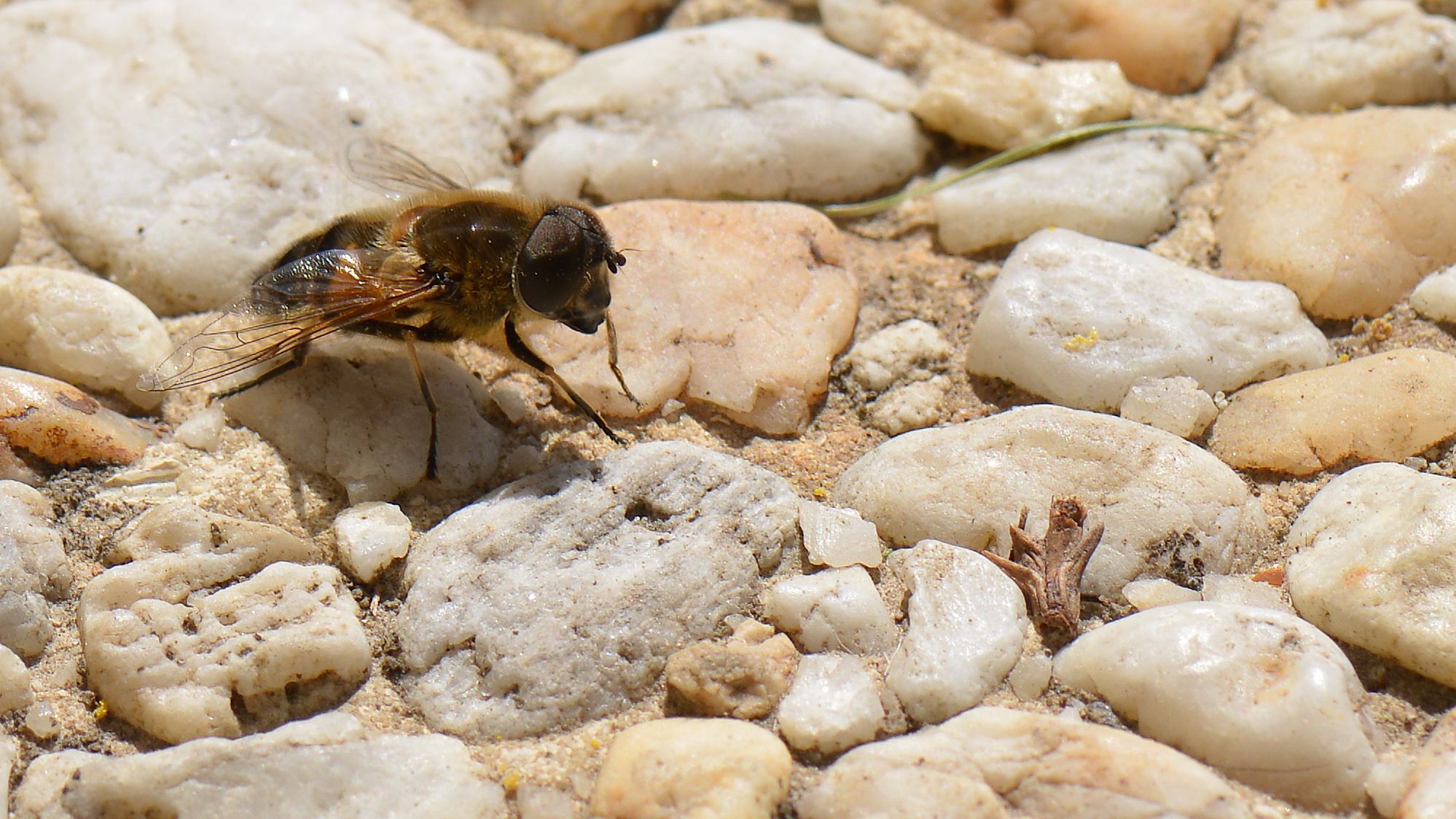 Fonds d'cran Animaux Insectes - Abeilles Gupes ... Gros plan sur une abeille