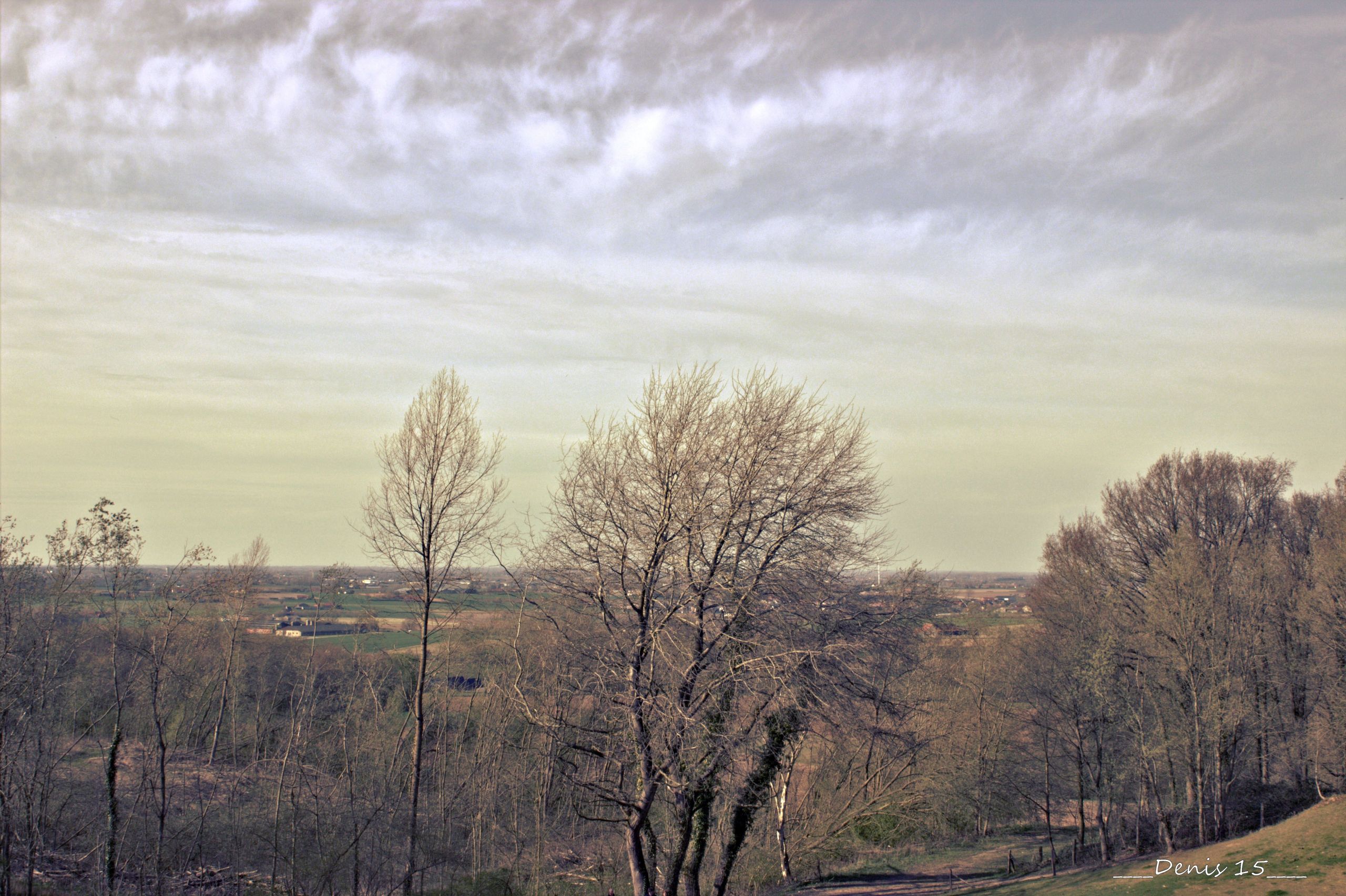 Fonds d'cran Nature Arbres - Forts Mont-noir  et  Roteberg