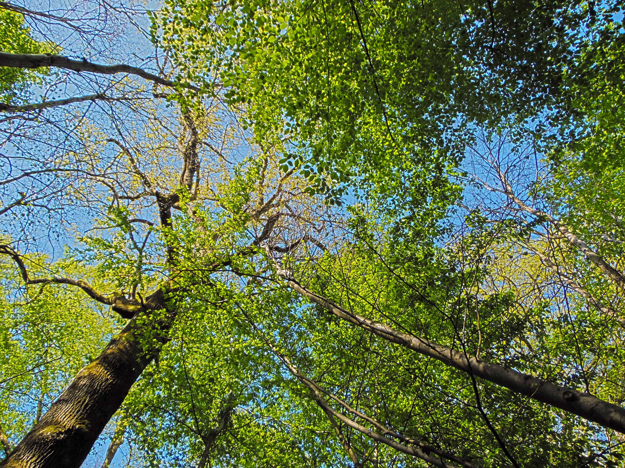 Fonds d'cran Nature Arbres - Forts Fort de Cteaux