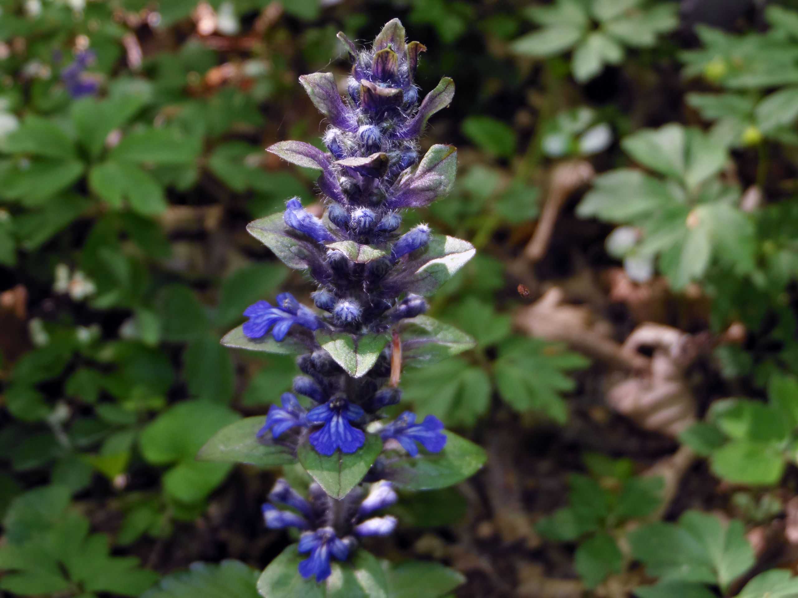 Wallpapers Nature Flowers La Bugle de Genve. Ajuga genevensis L.