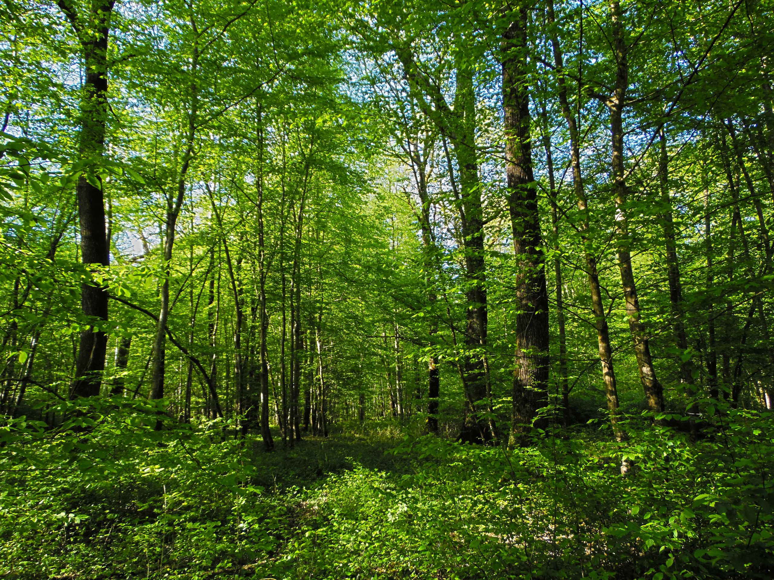 Wallpapers Nature Trees - Forests Fort de Cteaux