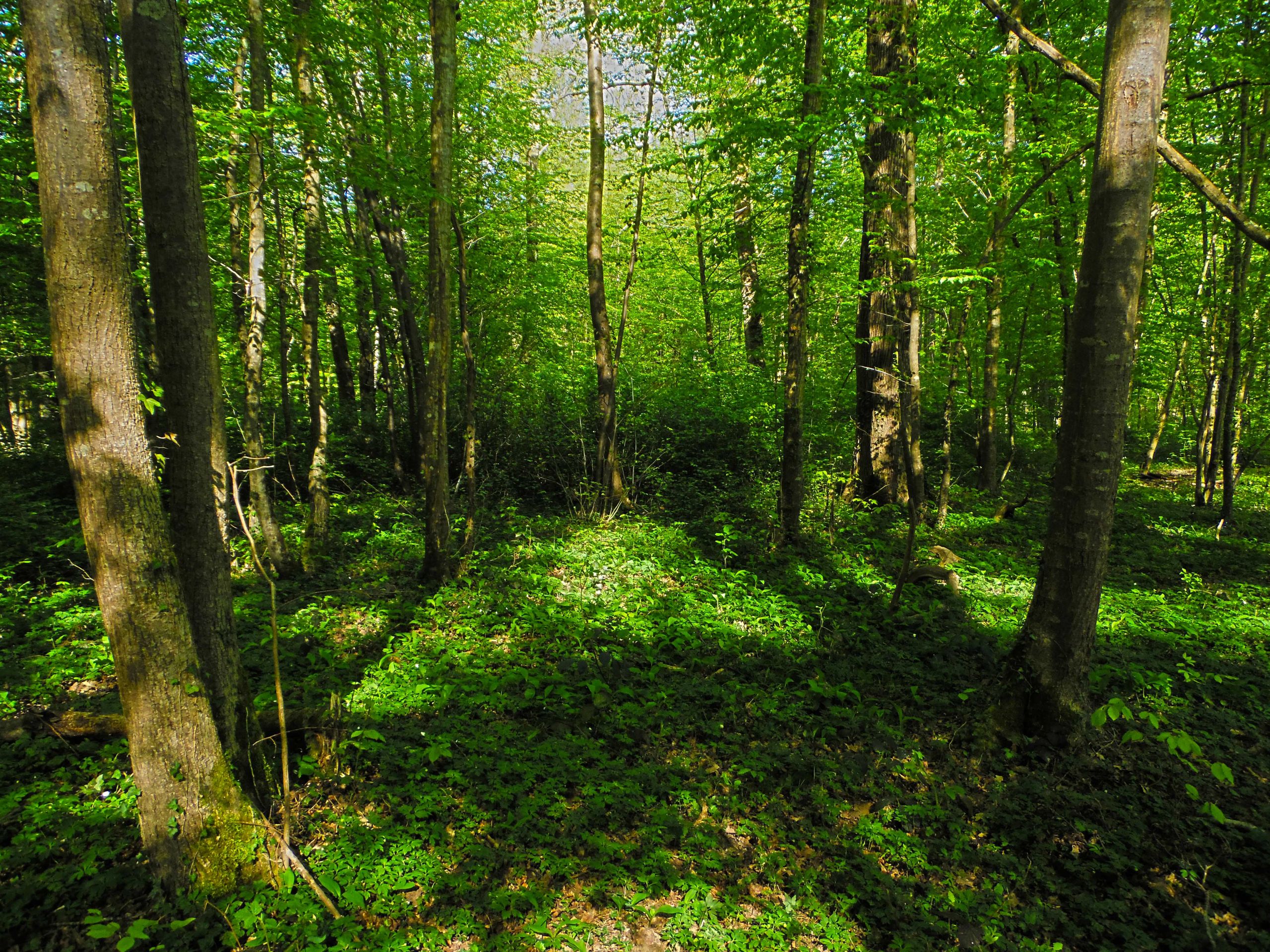 Fonds d'cran Nature Arbres - Forts Fort de Cteaux