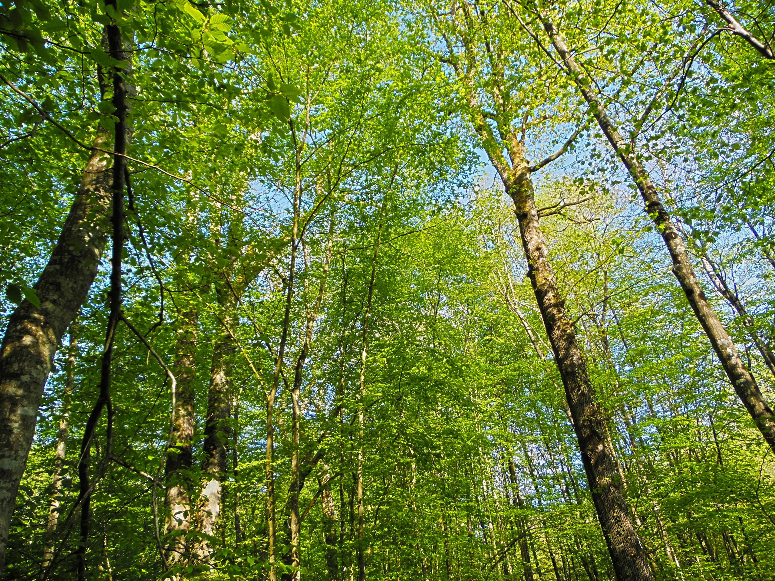 Fonds d'cran Nature Arbres - Forts Fort de Cteaux