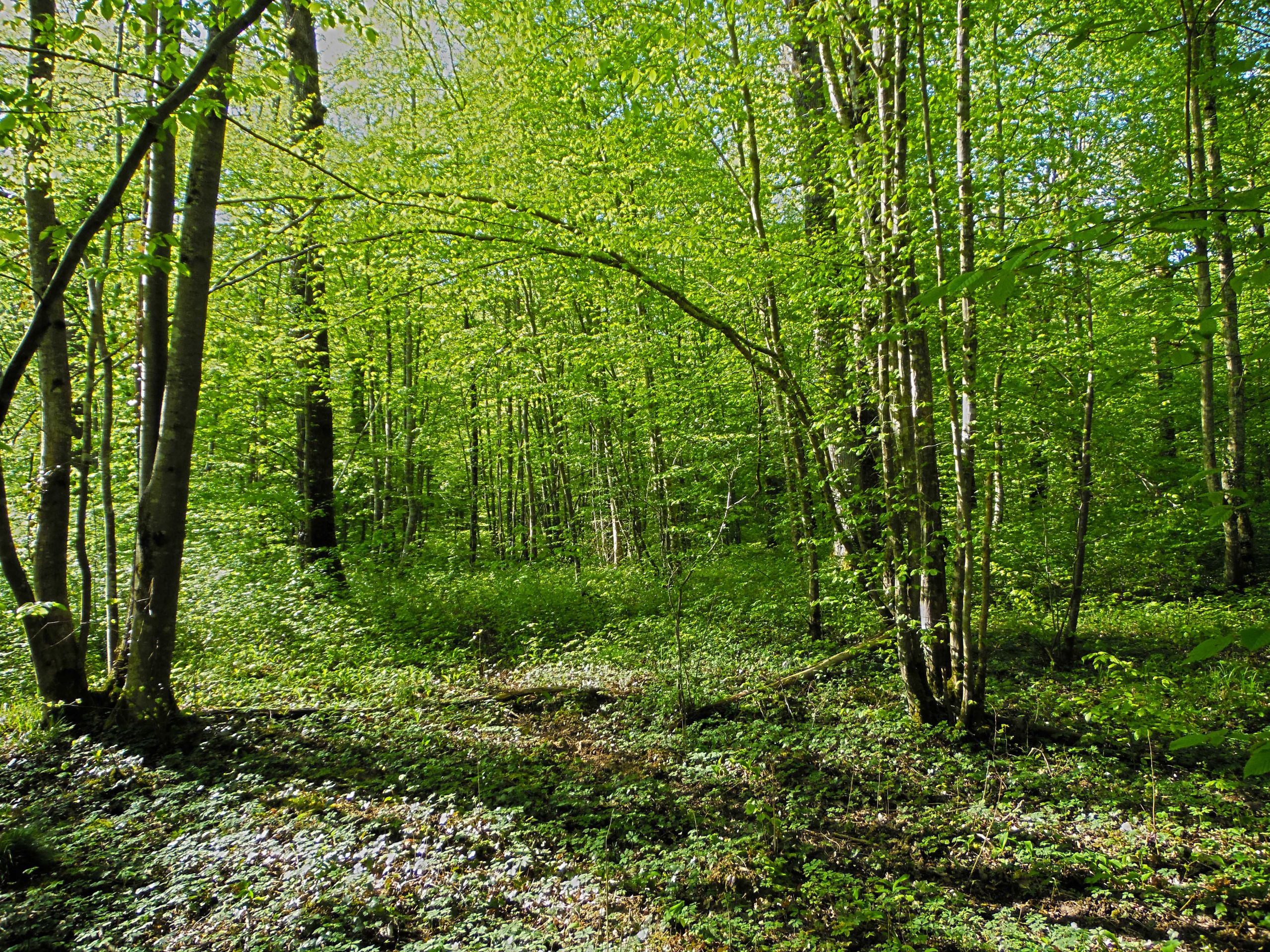 Wallpapers Nature Trees - Forests Fort de Cteaux