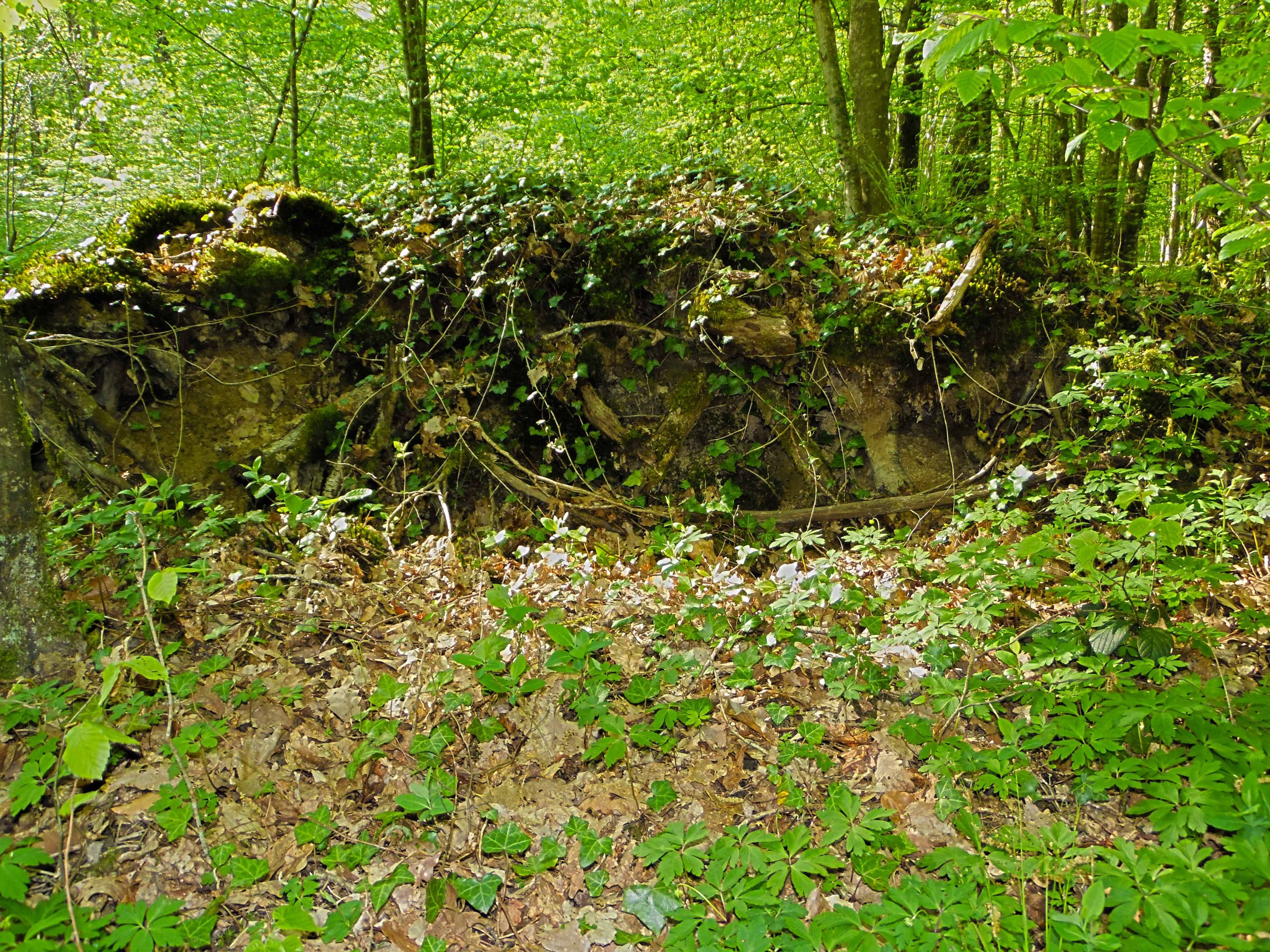 Fonds d'cran Nature Arbres - Forts Fort de Cteaux