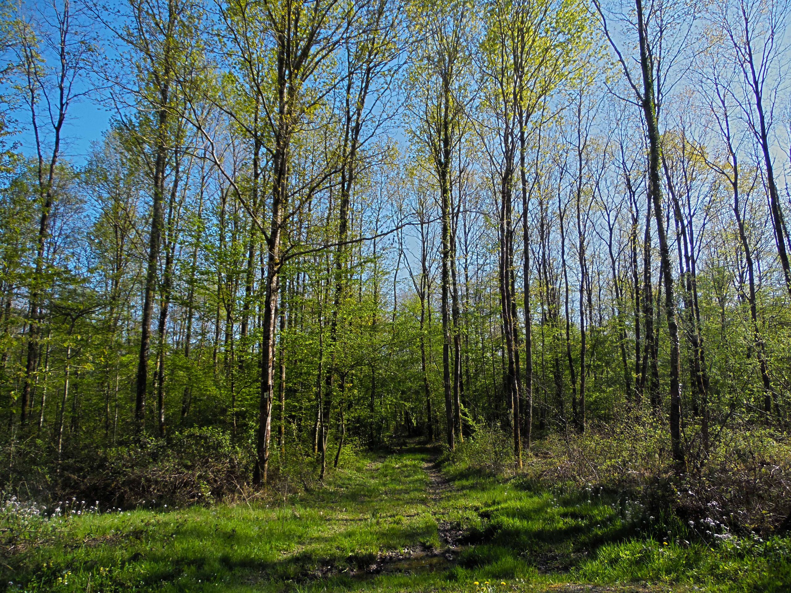 Fonds d'cran Nature Arbres - Forts Fort de Cteaux