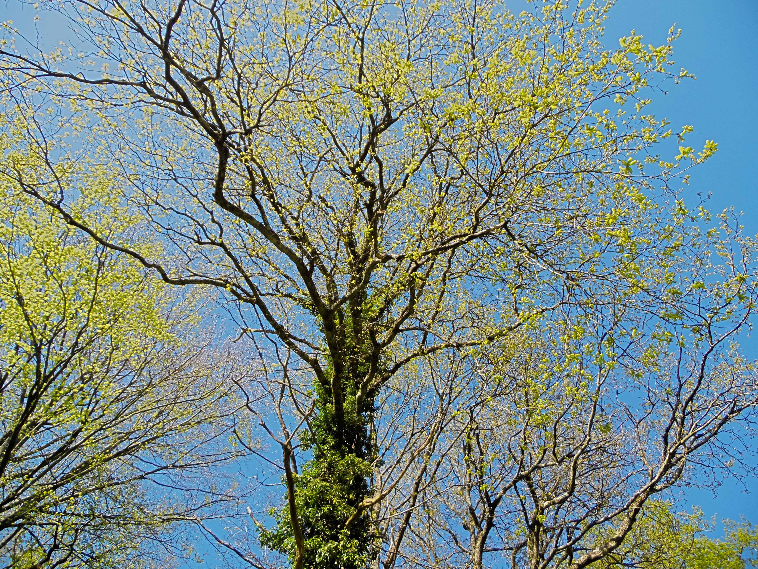 Wallpapers Nature Trees - Forests Fort de Cteaux