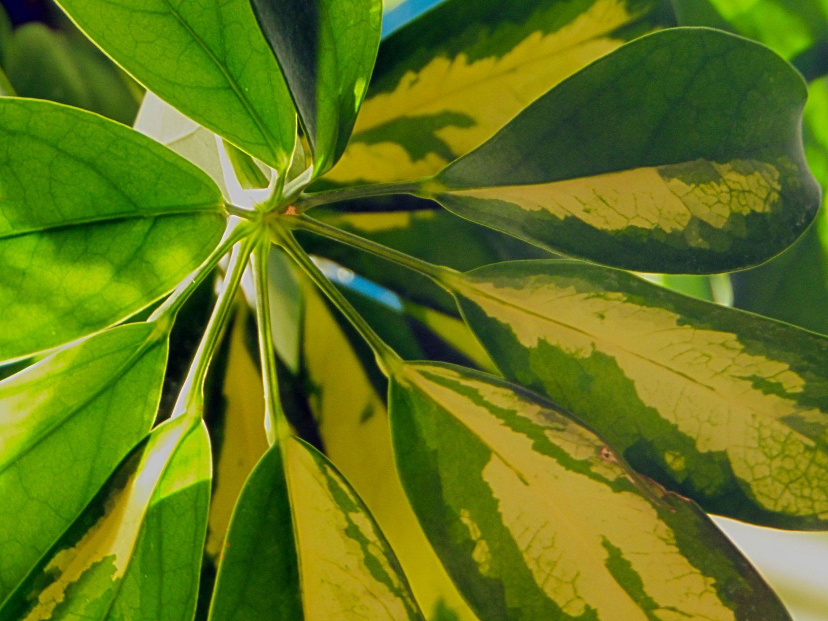 Fonds d'cran Nature Plantes - Arbustes Schefflera