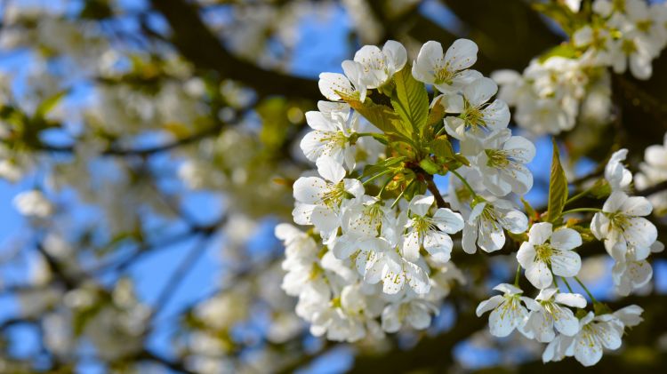 Fonds d'cran Nature Fleurs Fleurs de cerisier