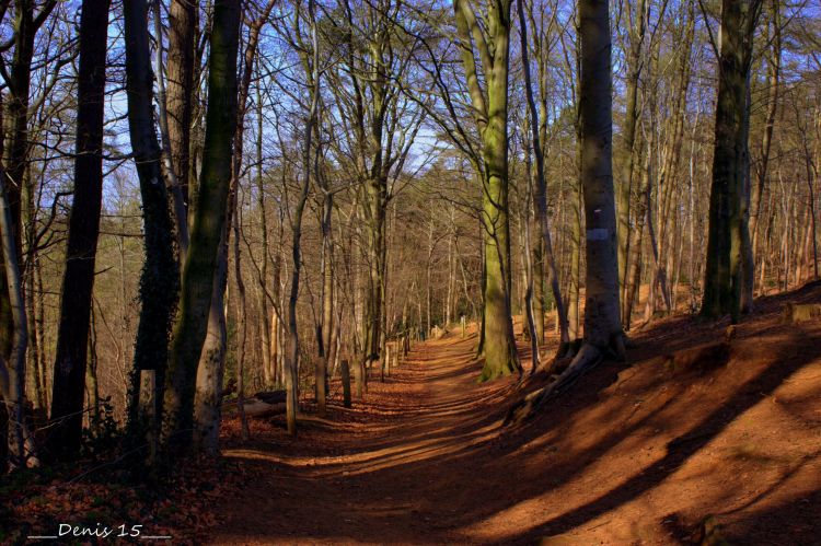 Fonds d'cran Nature Arbres - Forts Mont-noir  et  Roteberg