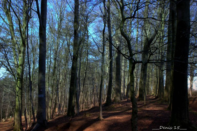 Fonds d'cran Nature Arbres - Forts Mont-noir  et  Roteberg