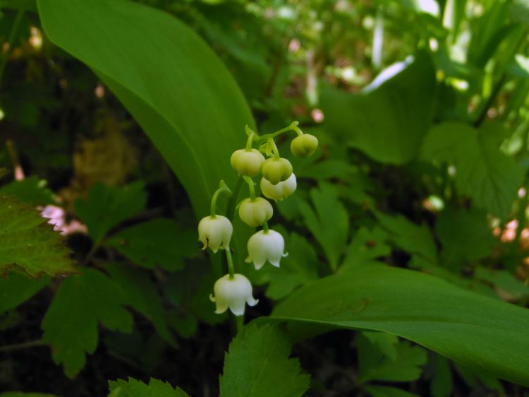 Wallpapers Nature Flowers Muguet