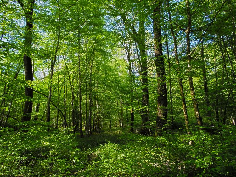 Fonds d'cran Nature Arbres - Forts Fort de Cteaux