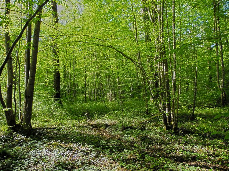 Fonds d'cran Nature Arbres - Forts Fort de Cteaux