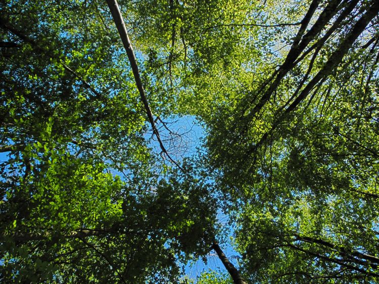 Fonds d'cran Nature Arbres - Forts Fort de Cteaux