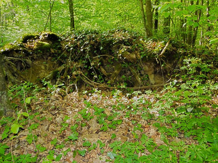 Fonds d'cran Nature Arbres - Forts Fort de Cteaux