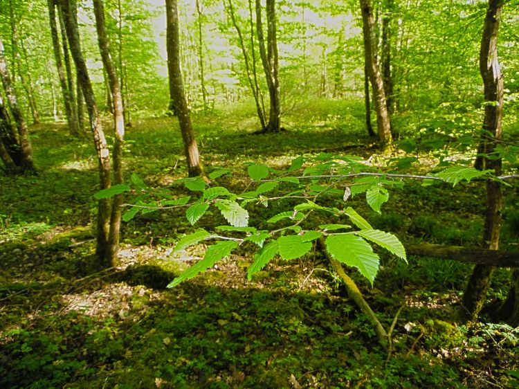 Wallpapers Nature Leaves - Foliage Fort de Cteaux